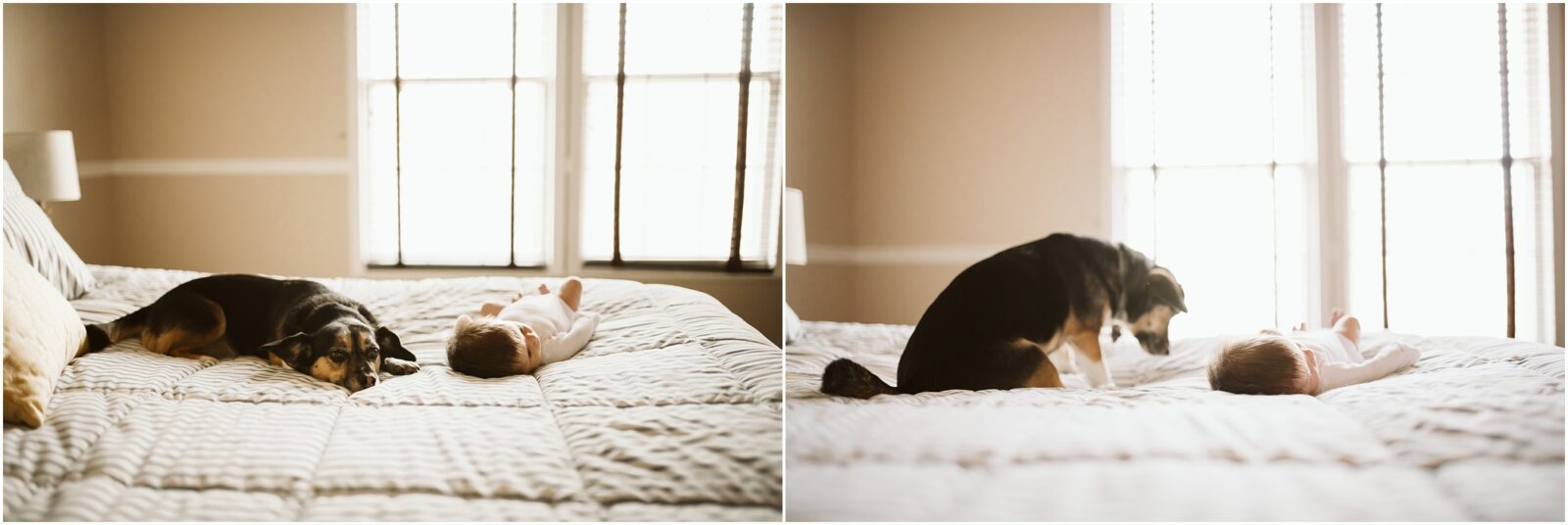 Newborn Lifestyle photos of a newborn baby girl with her dog on a bed. Photograph by Laura Mares Photography, Pittsburgh Newborn Lifestyle Photographer