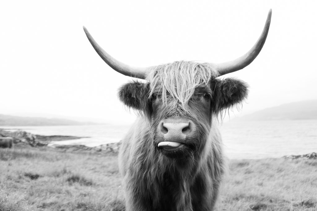 Black and White image of a highland cow. Photo by Laura Mares Photography.
