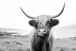 Read more about the article The Story Behind the Highlander Cow Portrait