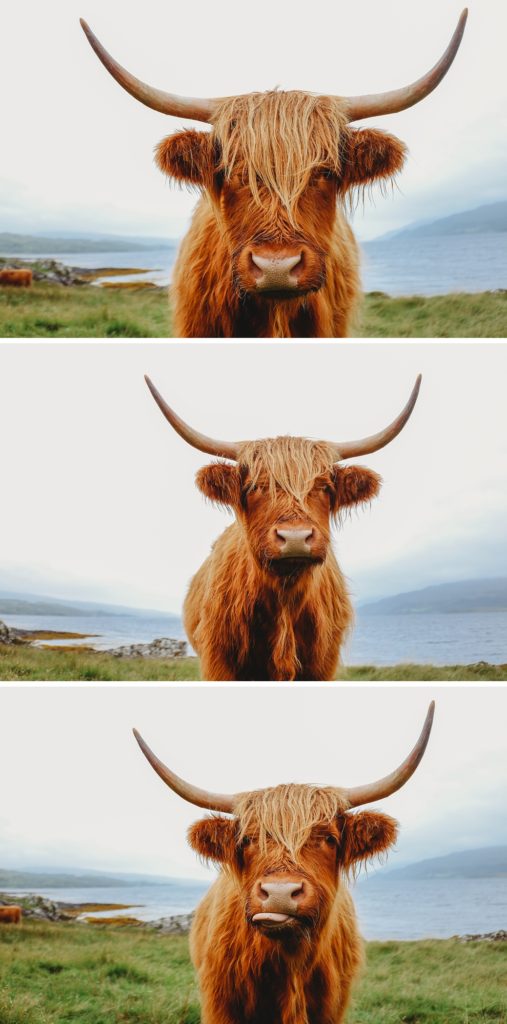 Iconic Cattle of Scotland - The Highland Cow — Darach Social Croft