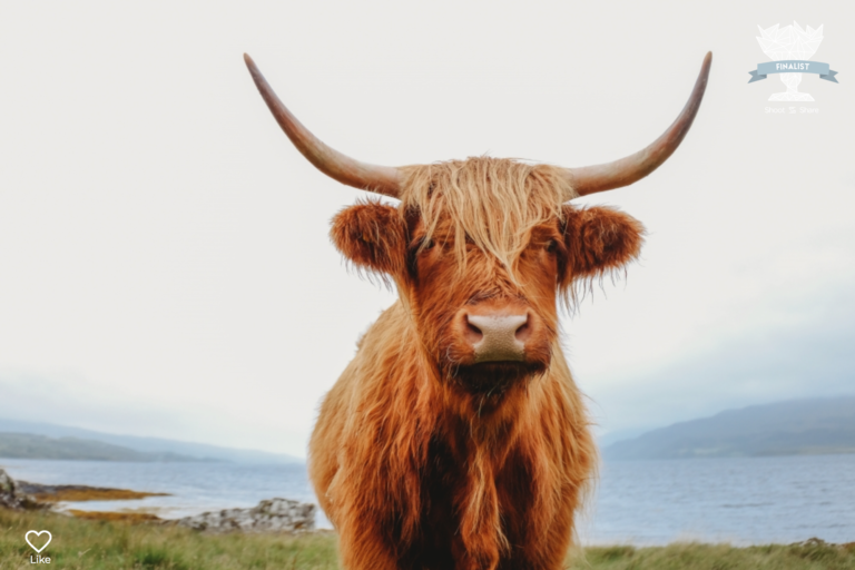 Portrait of a highlander cow on the Isle of Mull. Portrait by Laura Mares Photography, Pittsburgh Portrait Photographer.