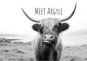 Read more about the article The Story Behind the Highlander Cow Portrait
