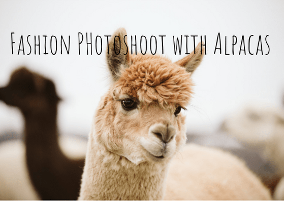 Read more about the article Fashion Photoshoot with Alpacas – Pittsburgh Child Photographer