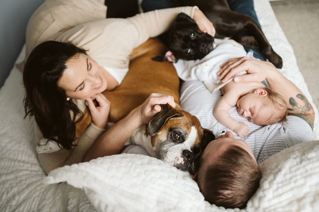 A newborn lifestyle image of a family laying in bed with their newborn baby boy and two dogs. Photo by Pittsburgh Newborn Lifestyle Photographer, Laura Mares Photography.