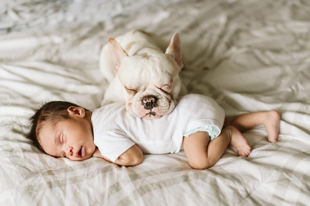 A newborn lifestyle image of a newborn baby laying on a bed while his French Bulldog rests his smiling face on him. Photo by Pittsburgh Newborn Lifestyle Photographer, Laura Mares Photography.