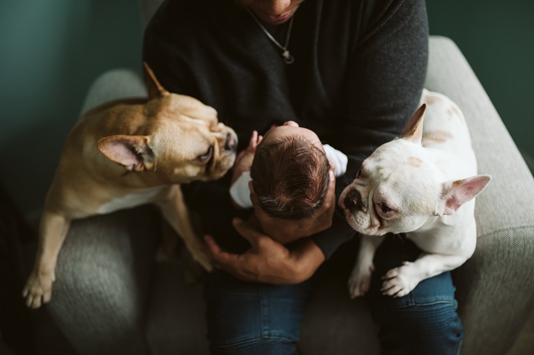 A newborn lifestyle image of a father sitting in a chair holding his newborn baby boy while his two dogs admire the baby. Photo by Pittsburgh Newborn Lifestyle Photographer, Laura Mares Photography.