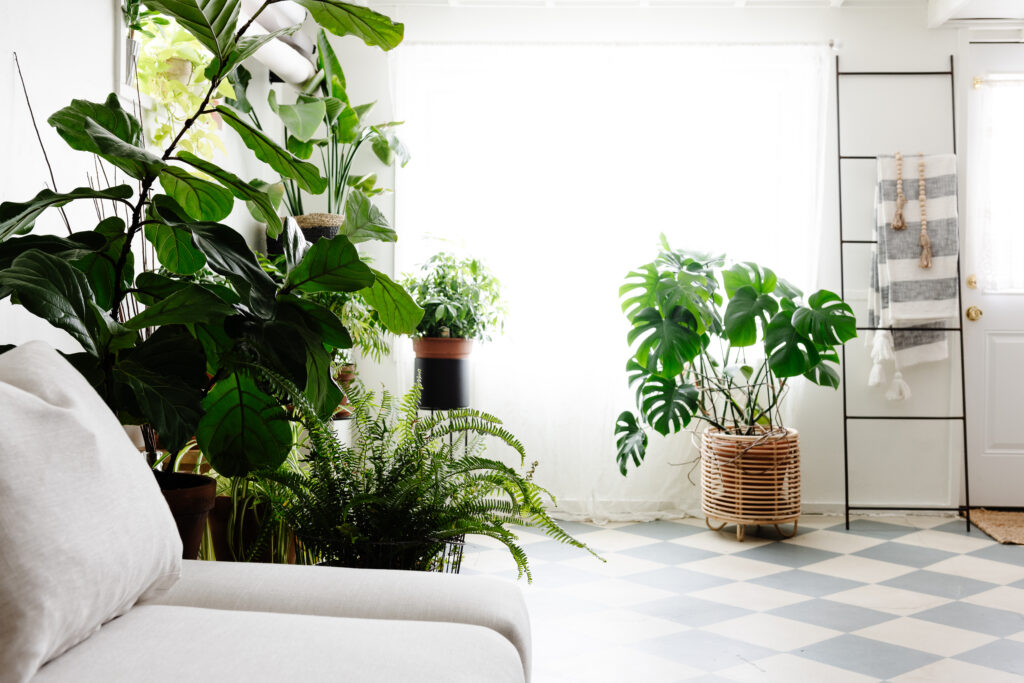 house plants, natural light and a checkered floor