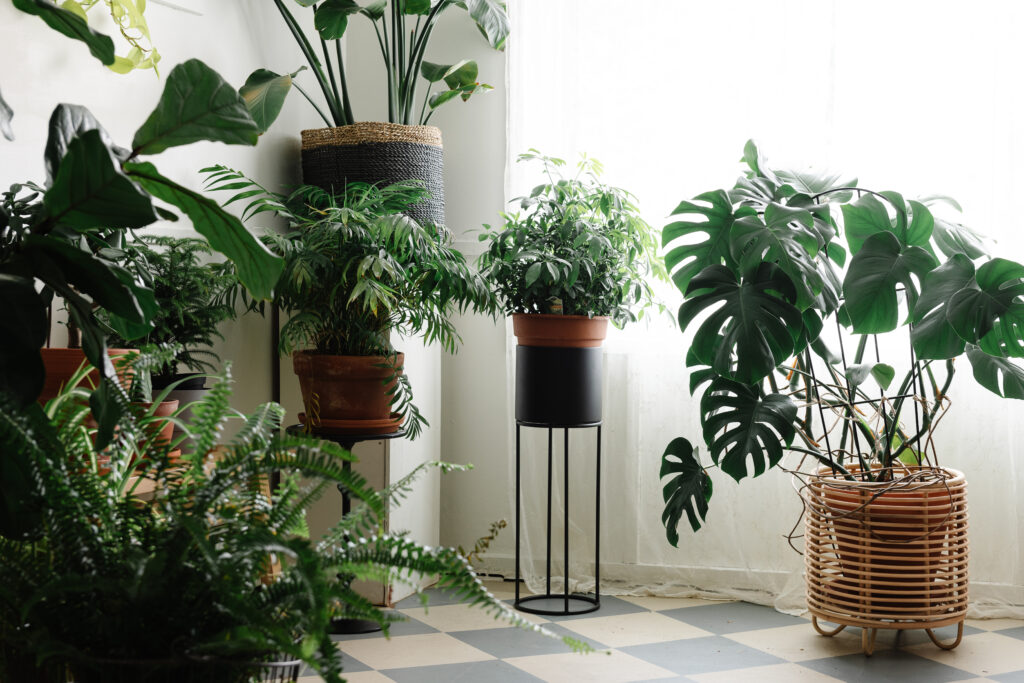 house plants, natural light and a checkered floor
