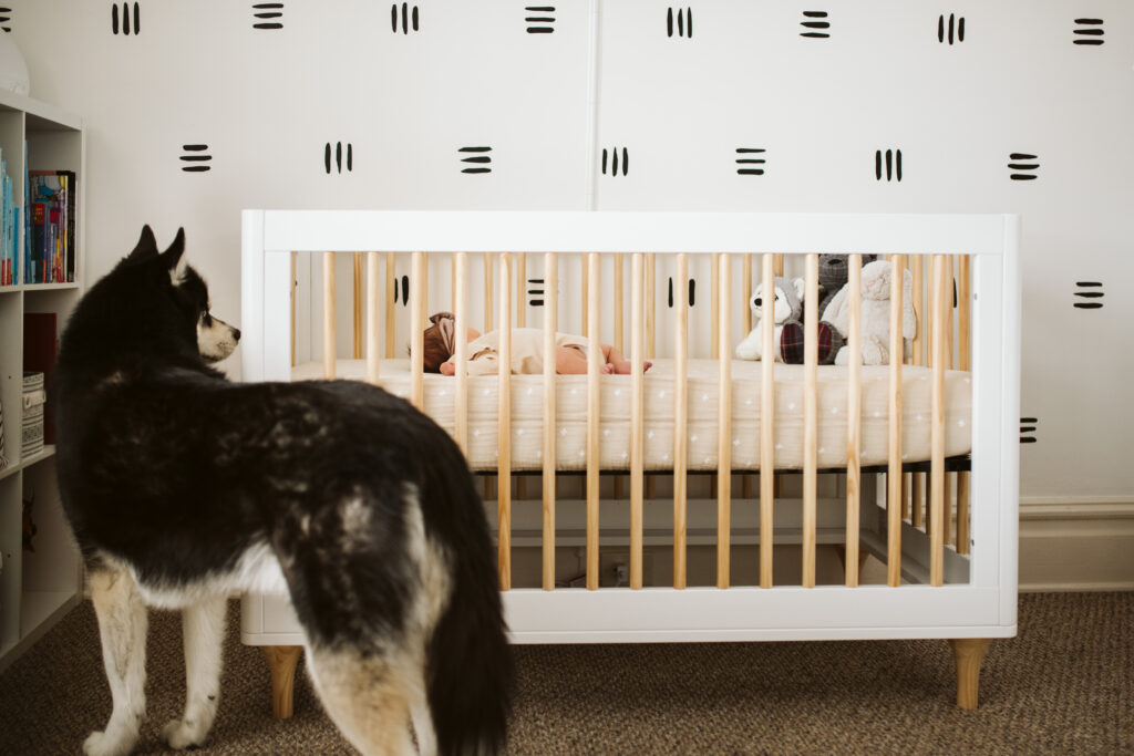 siberian husky watching newborn baby sleeping in boho crib
