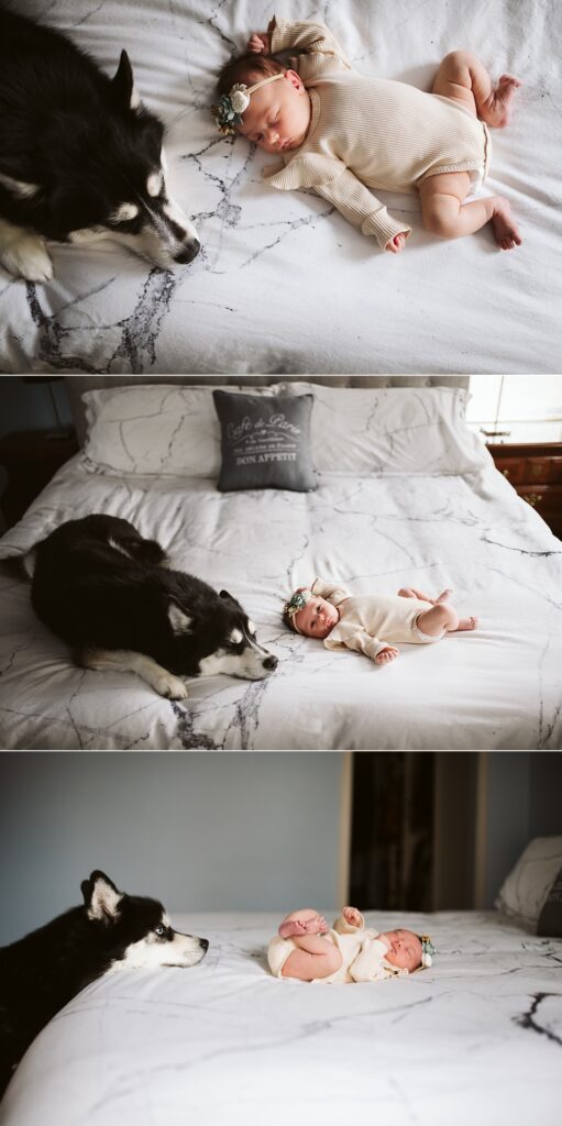 lifestyle portraits of a newborn baby with Siberian Husky on a bed near Pittsburgh, PA