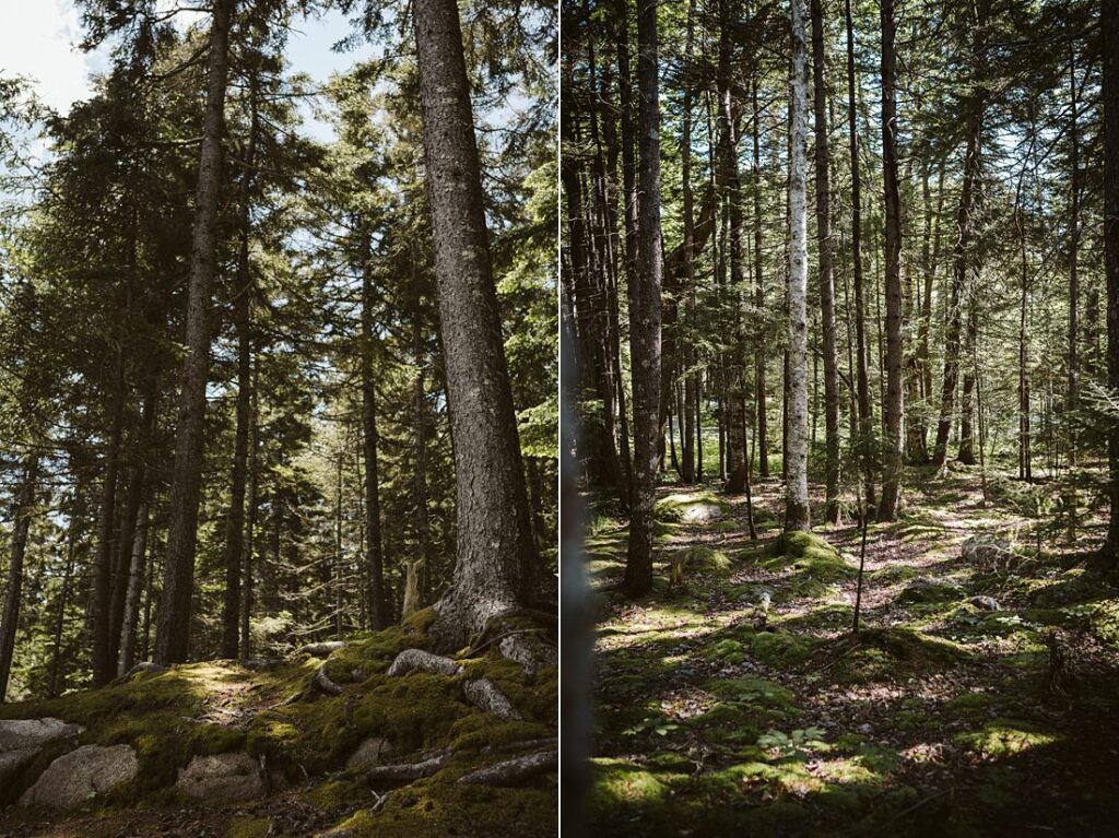 mossy forest, Acadia national park