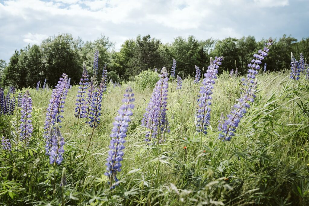 blooming lupine flowers in late spring, Maine