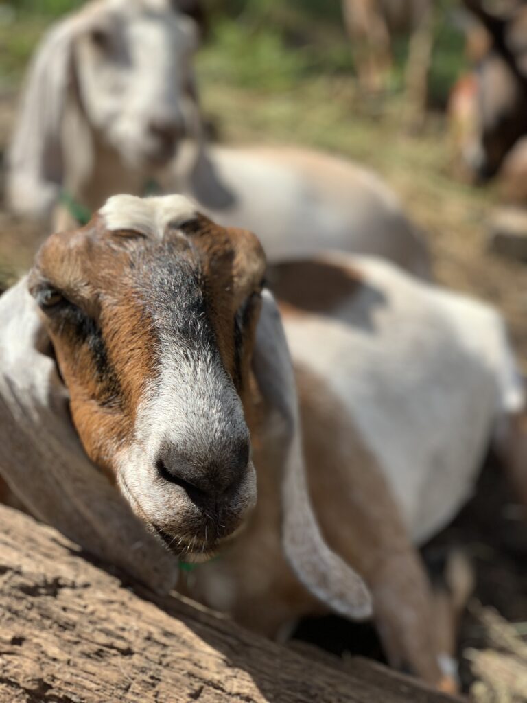 goat at Pittsburgh's Goat Fest