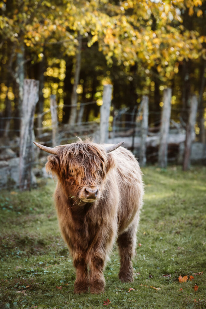 portrait of a highland cow calf