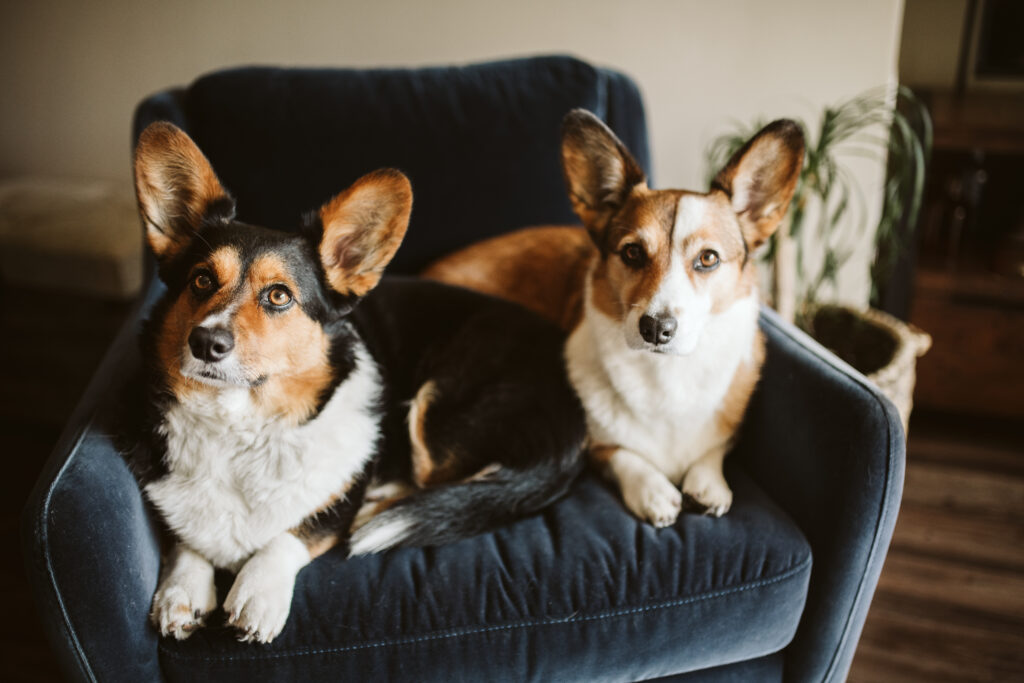 two Pembroke Welsh Corgi dogs sitting on blue velvet chair at home