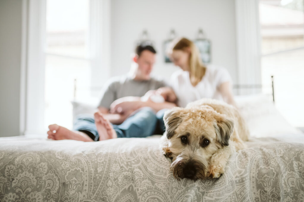 newborn lifestyle picture of family holding baby with dog in bedroom