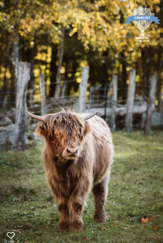 highland cow, yorkie acres farm