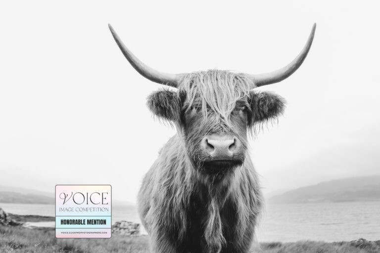 Laura Mares | 2023 Voice Photography Competition Honorable Mention Highland Cow Scotland