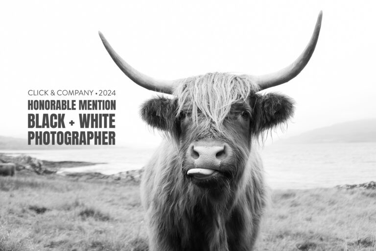 black and white photograph of highland cow in Scotland