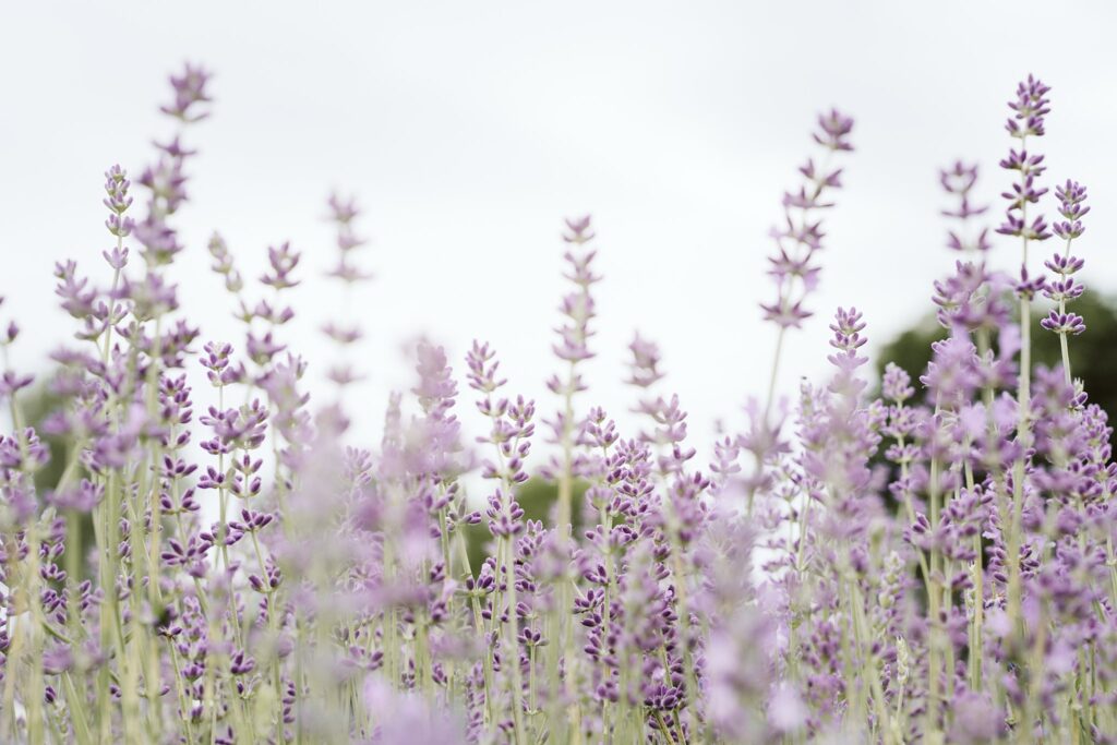 lavender field, Quebec Canada