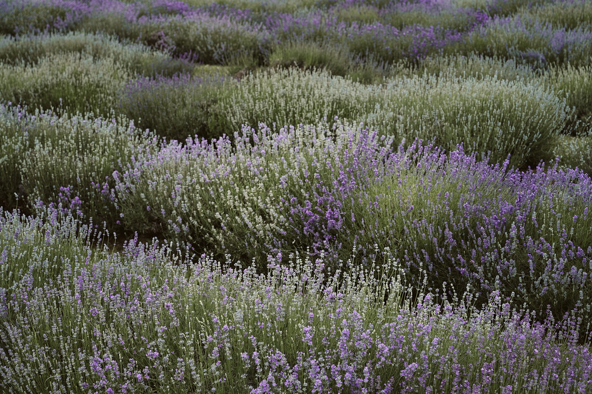 lavender field, Quebec Canada