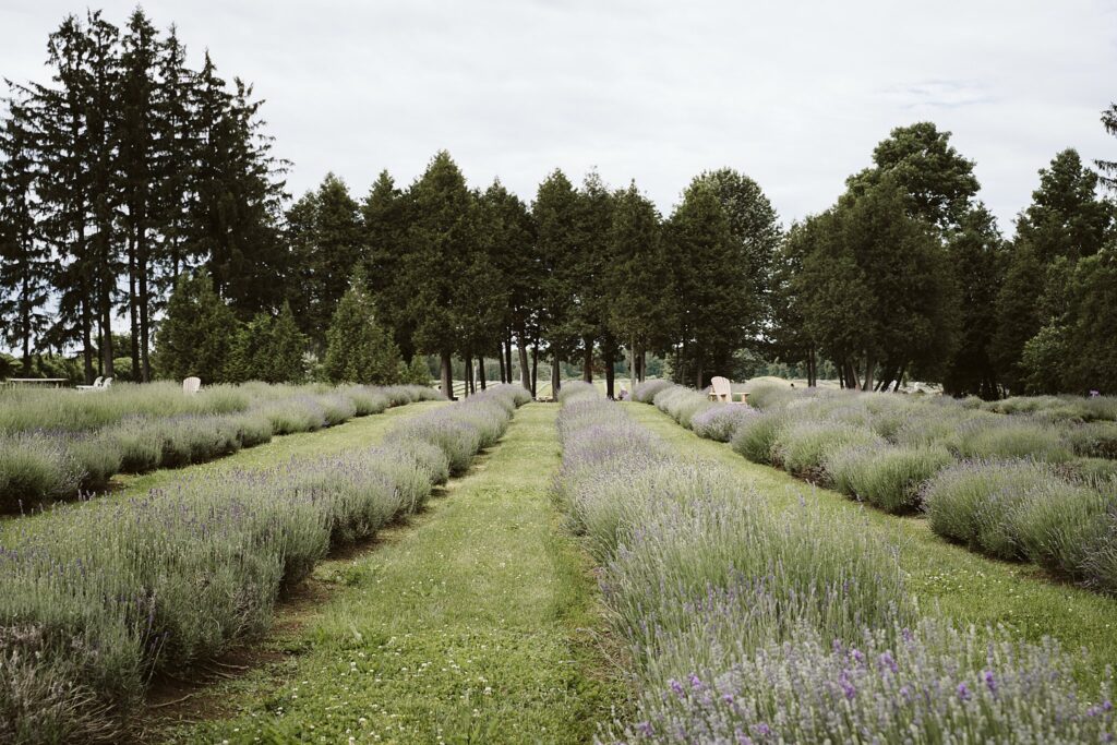 lavender field, Quebec Canada