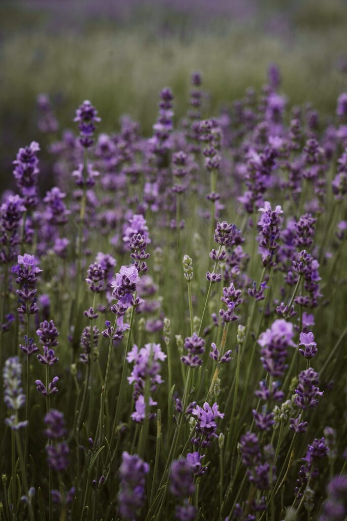 lavender field, Quebec Canada