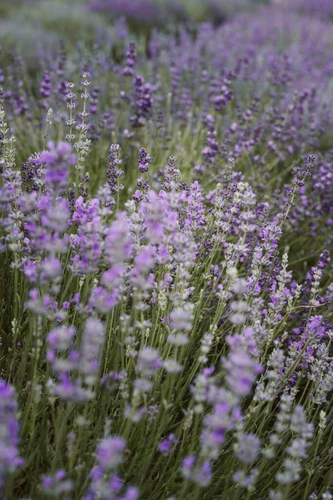 lavender field, Quebec Canada