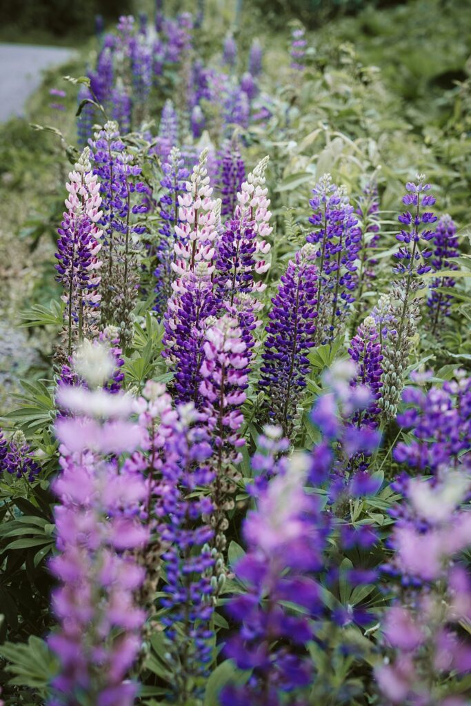 lupins in Sagnuenay, Canada