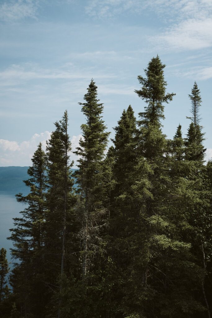 pine trees in Sagnuenay, Canada