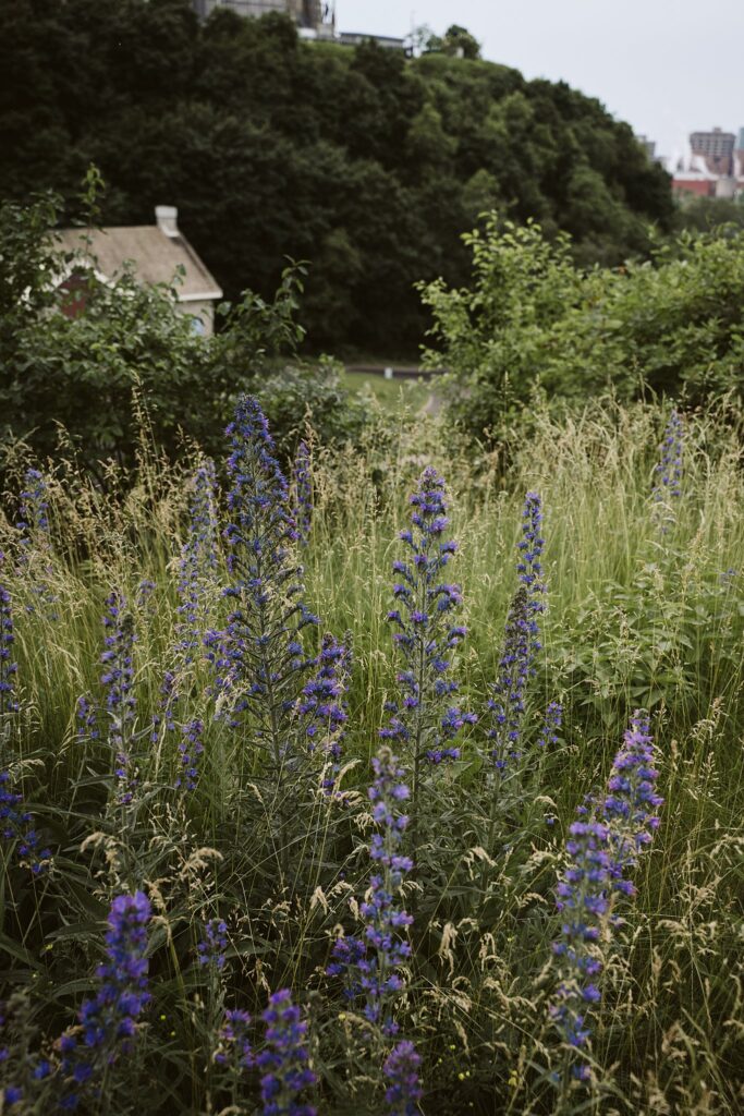 lupins in Ottawa, Canada