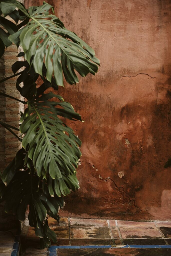 monstera in doorway, Royal Alcazar, Seville, Spain