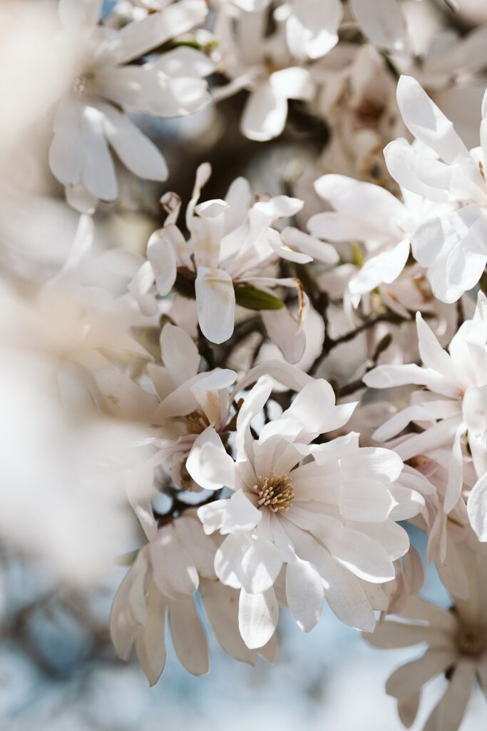 cherry blossoms in Washington DC