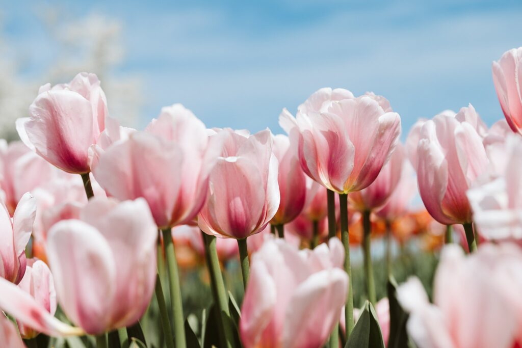 tulips from Holland, Mi