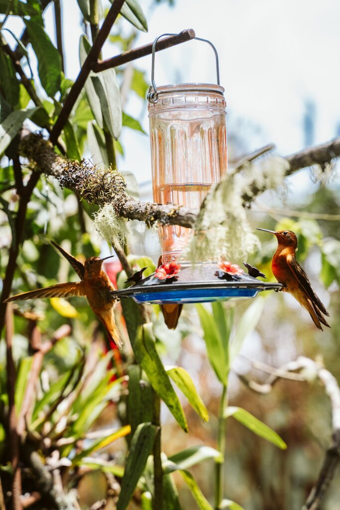 hummingbirds in colombia