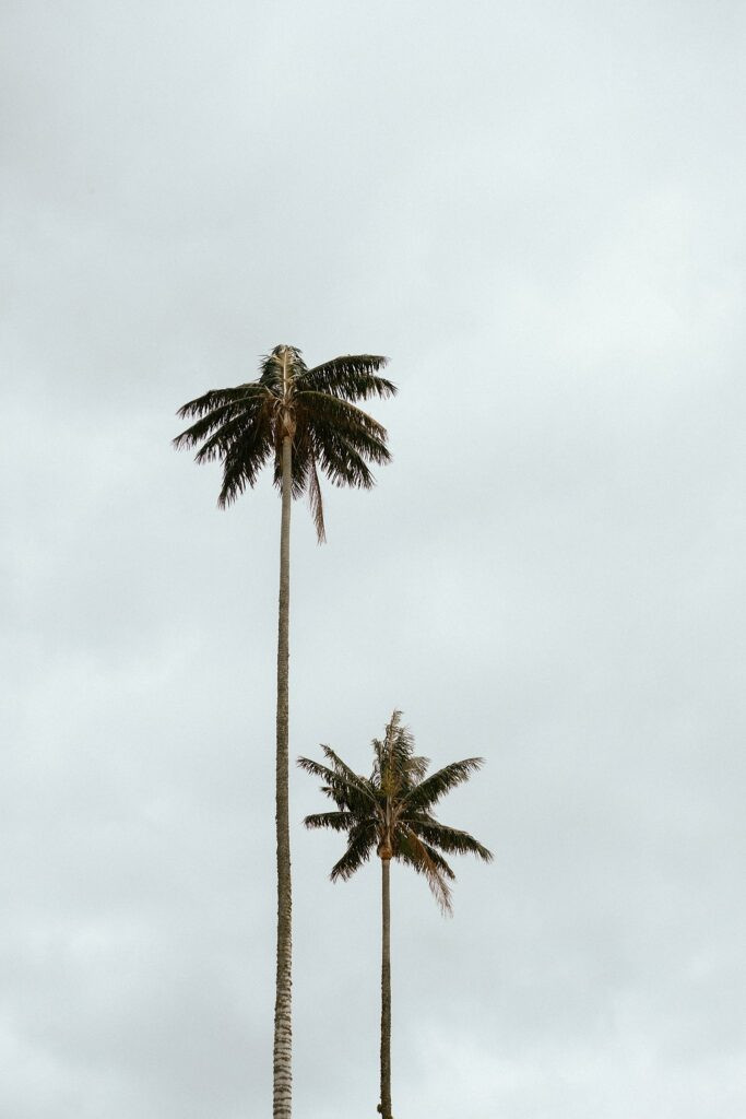 tallest palm trees in the world, cocora valley, colombia