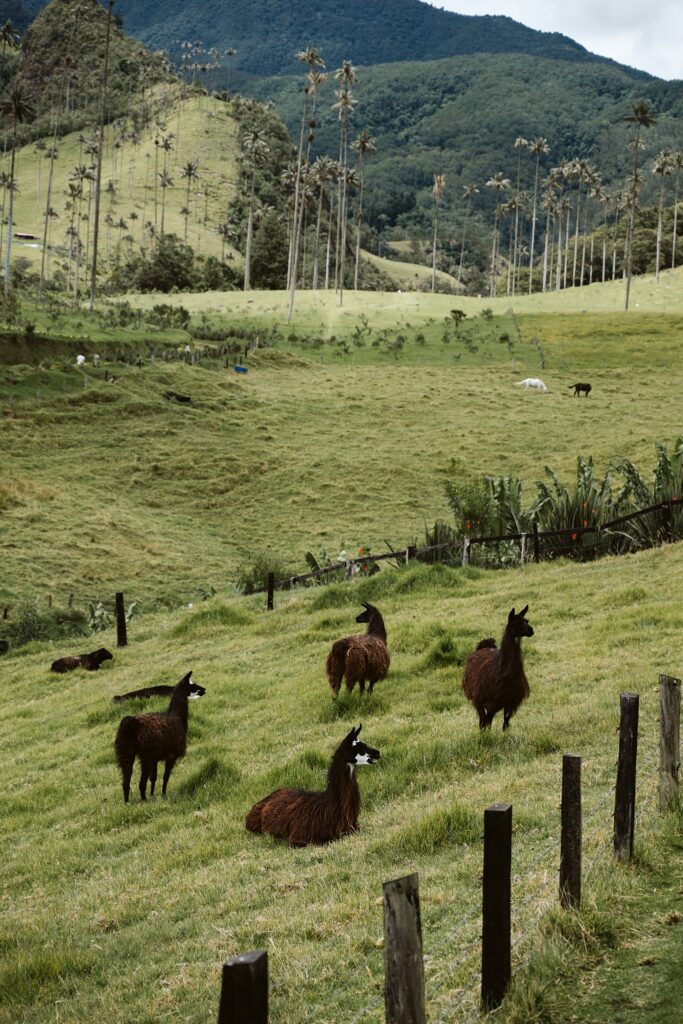 willy in cocora valley