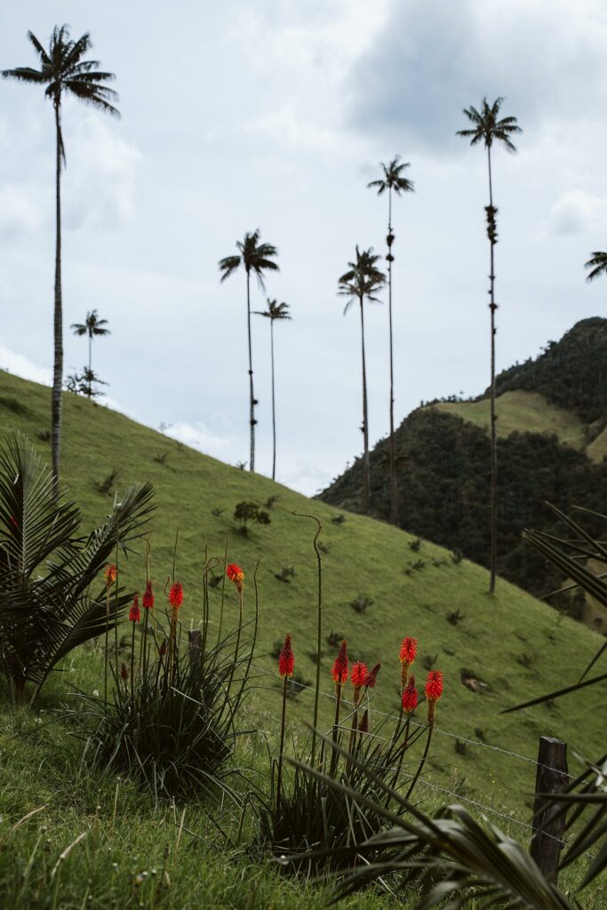 Cocora Valley